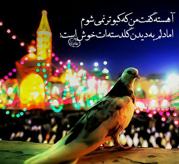 کبوترحرم